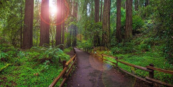 Muir Woods National Monument-Marin County-California-USA